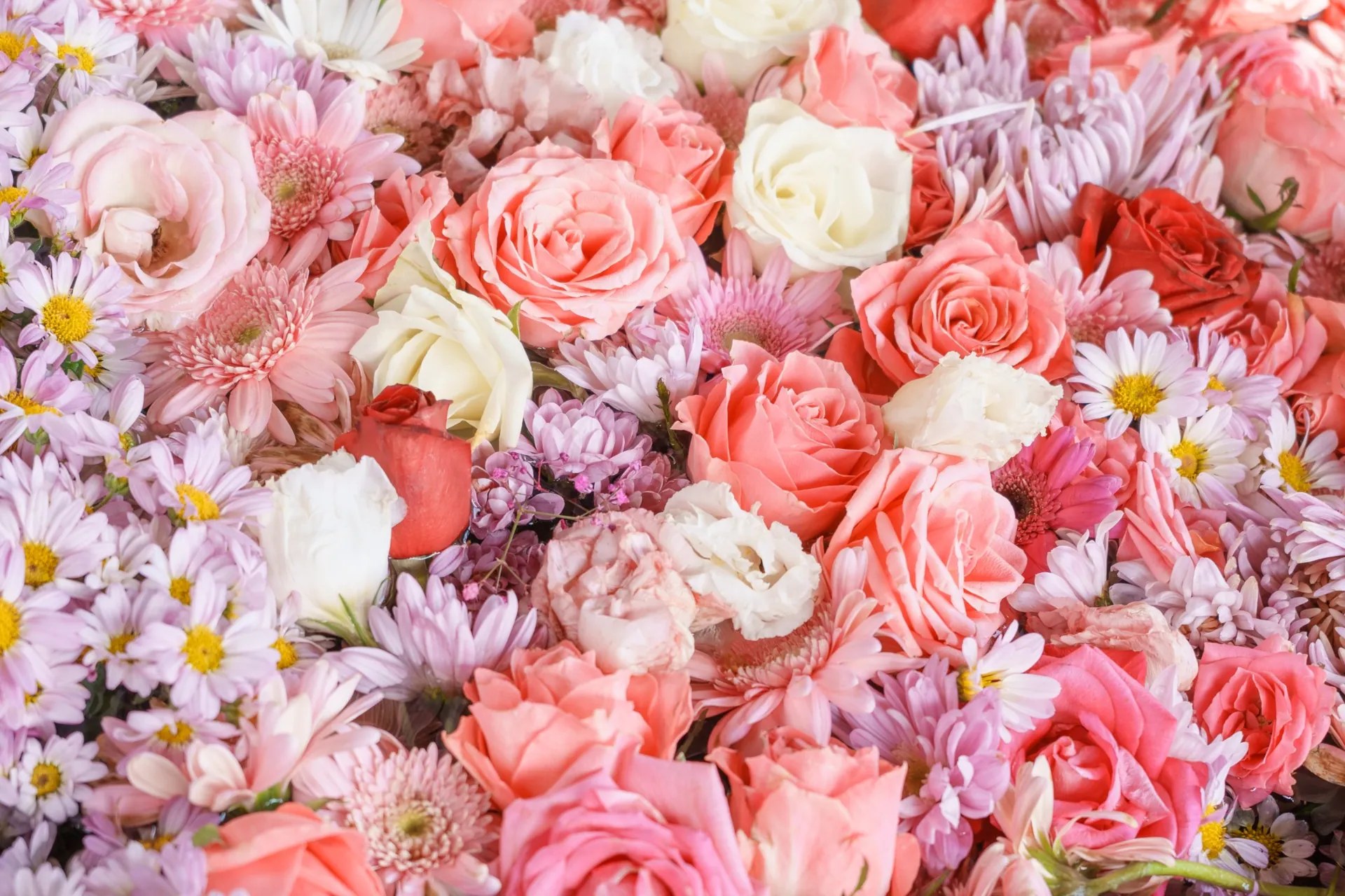 色とりどりの花